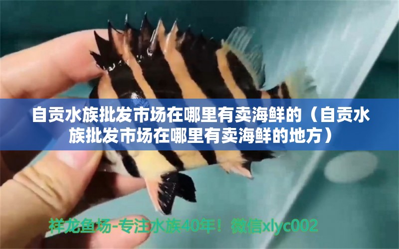 自贡水族批发市场在哪里有卖海鲜的（自贡水族批发市场在哪里有卖海鲜的地方） 观赏鱼水族批发市场