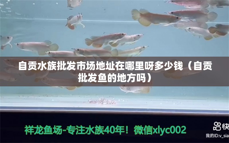 自贡水族批发市场地址在哪里呀多少钱（自贡批发鱼的地方吗） 观赏鱼水族批发市场 第1张