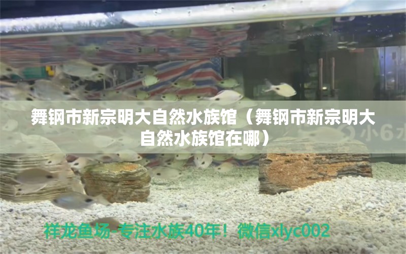 舞钢市新宗明大自然水族馆（舞钢市新宗明大自然水族馆在哪） 全国水族馆企业名录