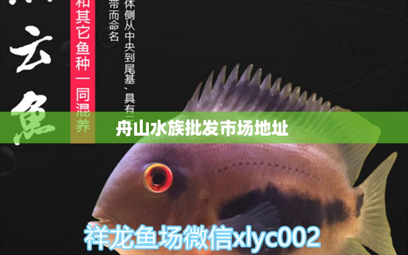 舟山水族批发市场地址 