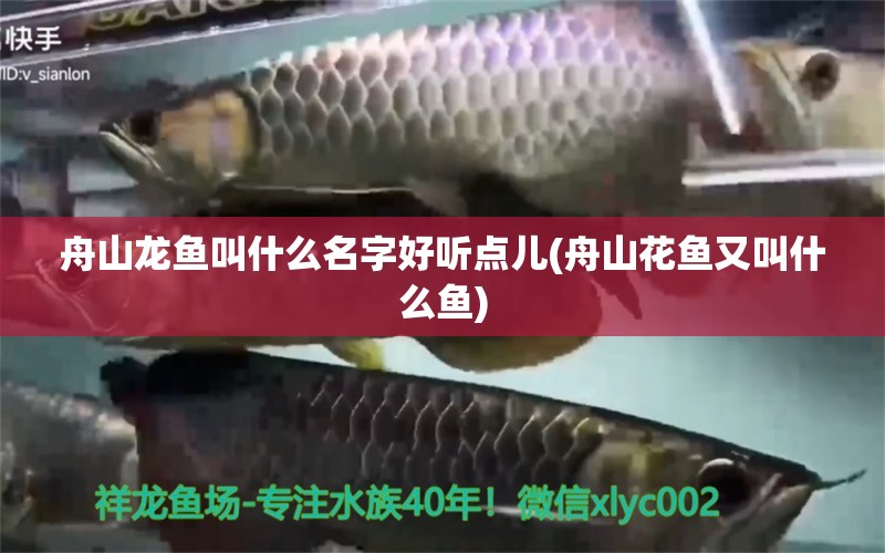 舟山龙鱼叫什么名字好听点儿(舟山花鱼又叫什么鱼) 过背金龙鱼