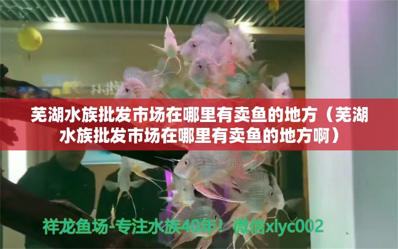 芜湖水族批发市场在哪里有卖鱼的地方（芜湖水族批发市场在哪里有卖鱼的地方啊）