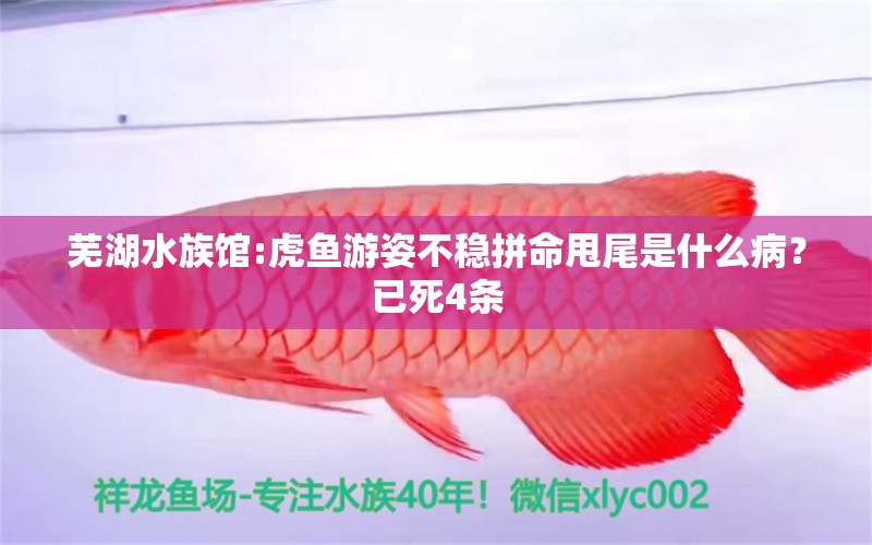 芜湖水族馆:虎鱼游姿不稳拼命甩尾是什么病？已死4条