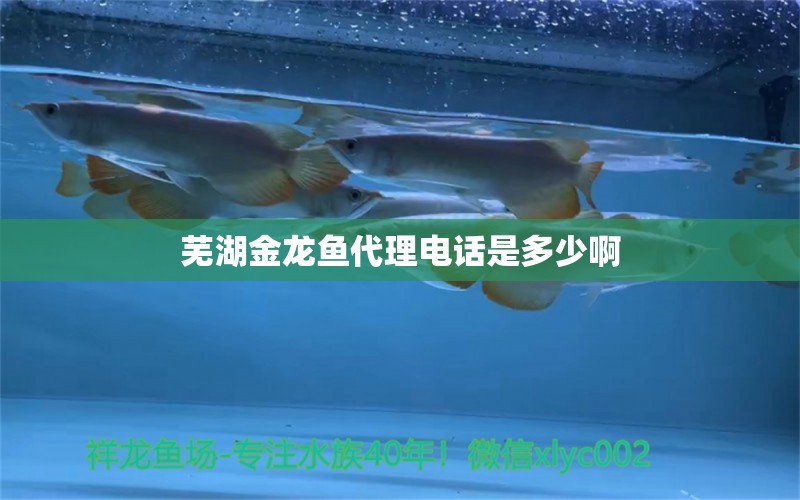 芜湖金龙鱼代理电话是多少啊