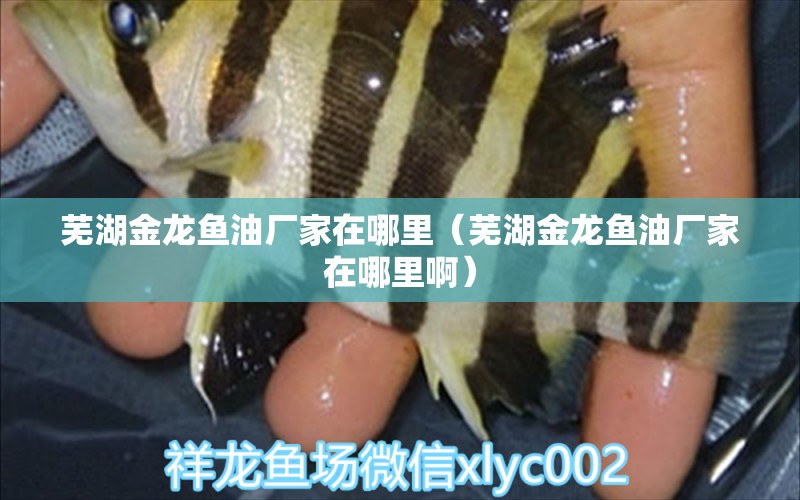 芜湖金龙鱼油厂家在哪里（芜湖金龙鱼油厂家在哪里啊） 祥龙水族医院