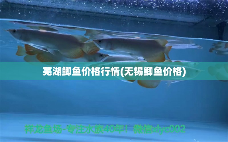 芜湖鲫鱼价格行情(无锡鲫鱼价格) 赛级红龙鱼