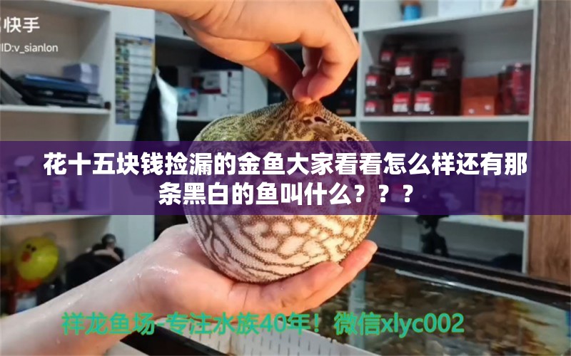 花十五块钱捡漏的金鱼大家看看怎么样还有那条黑白的鱼叫什么？？？