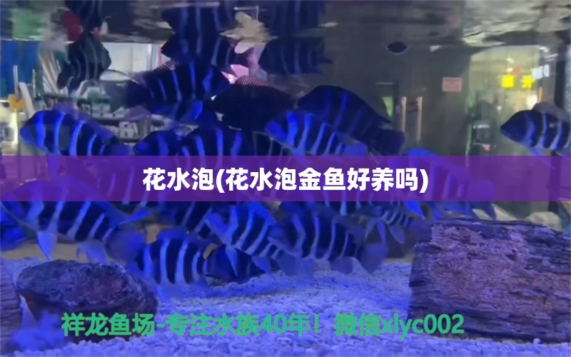 花水泡(花水泡金鱼好养吗) 观赏鱼 第1张