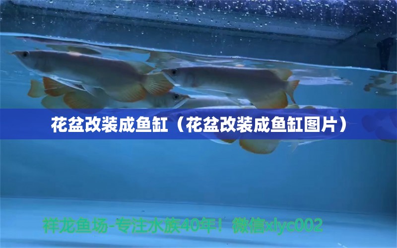 花盆改装成鱼缸（花盆改装成鱼缸图片） 祥龙水族医院