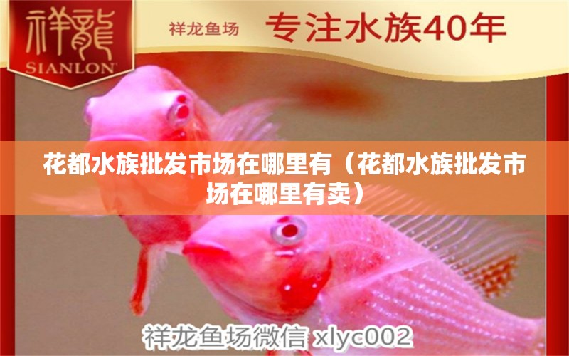 花都水族批发市场在哪里有（花都水族批发市场在哪里有卖） 观赏鱼水族批发市场