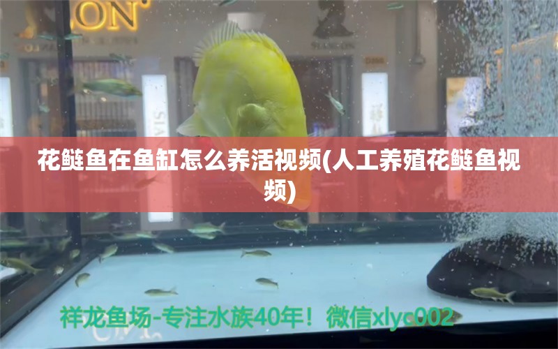 花鲢鱼在鱼缸怎么养活视频(人工养殖花鲢鱼视频)