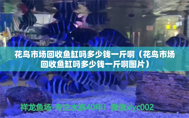 花鸟市场回收鱼缸吗多少钱一斤啊（花鸟市场回收鱼缸吗多少钱一斤啊图片）