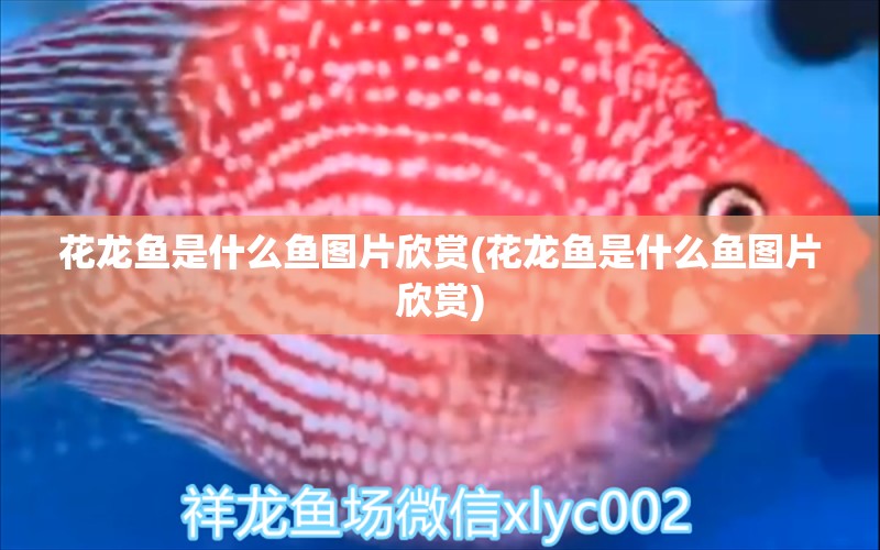 花龙鱼是什么鱼图片欣赏(花龙鱼是什么鱼图片欣赏) 红头利鱼