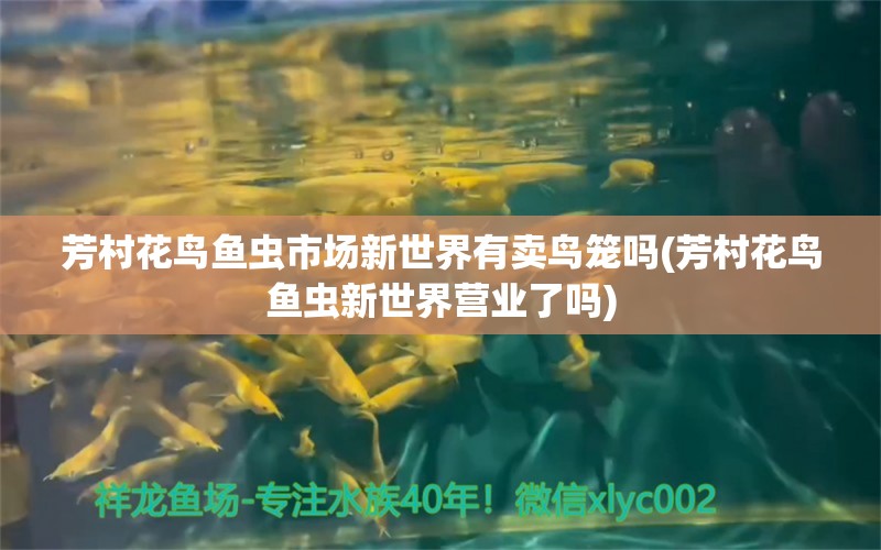 芳村花鸟鱼虫市场新世界有卖鸟笼吗(芳村花鸟鱼虫新世界营业了吗) 观赏鱼饲料 第1张