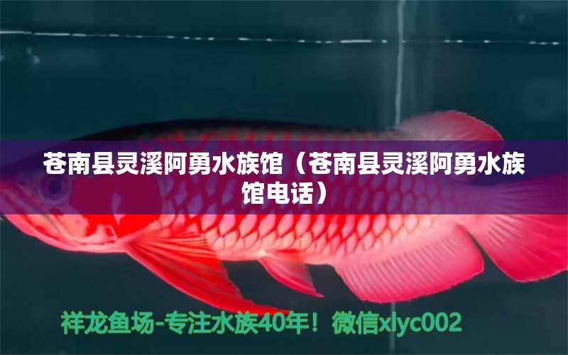 苍南县灵溪阿勇水族馆（苍南县灵溪阿勇水族馆电话）