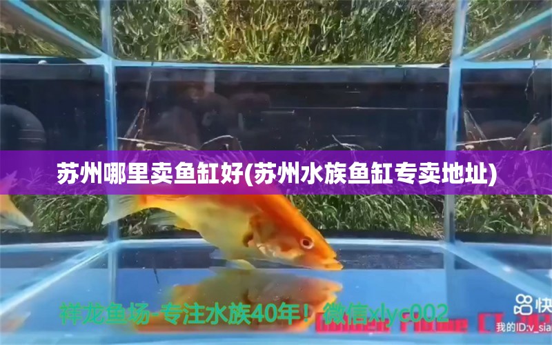 苏州哪里卖鱼缸好(苏州水族鱼缸专卖地址) 广州龙鱼批发市场