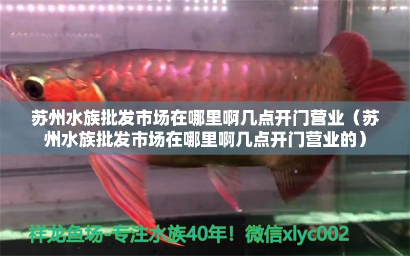 苏州水族批发市场在哪里啊几点开门营业（苏州水族批发市场在哪里啊几点开门营业的）