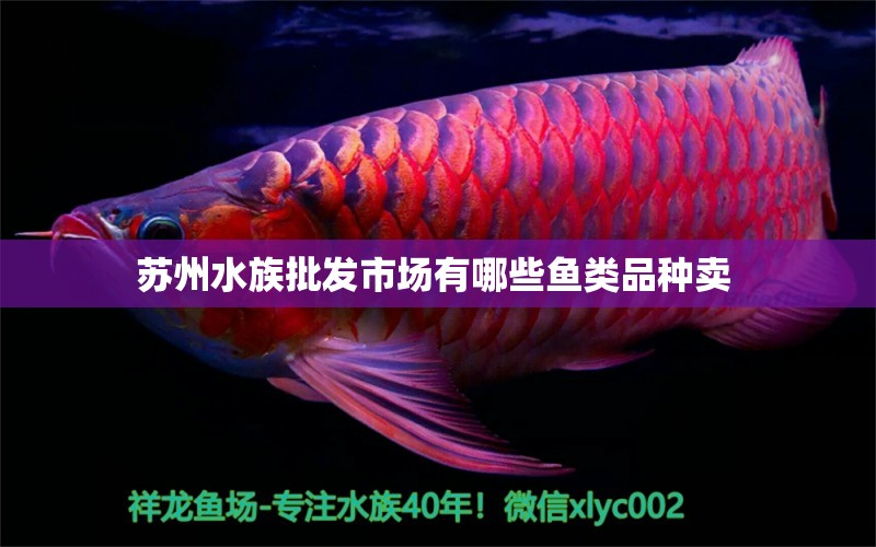 苏州水族批发市场有哪些鱼类品种卖  观赏鱼水族批发市场