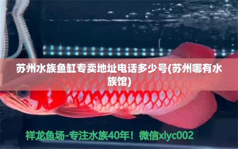 苏州水族鱼缸专卖地址电话多少号(苏州哪有水族馆) 暹罗巨鲤