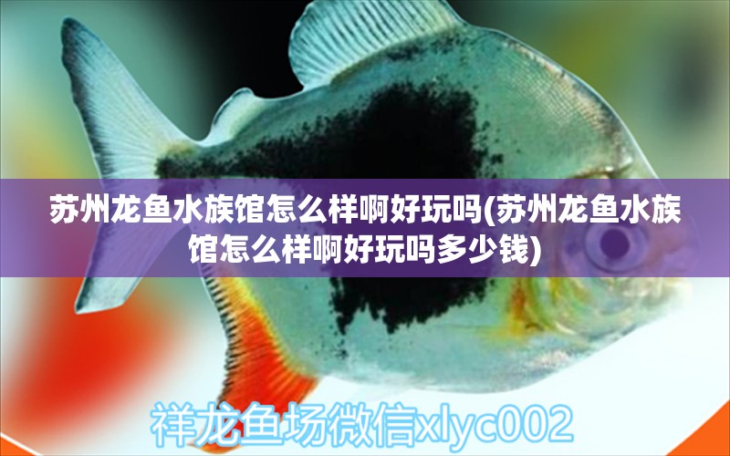 苏州龙鱼水族馆怎么样啊好玩吗(苏州龙鱼水族馆怎么样啊好玩吗多少钱) 月光鸭嘴鱼