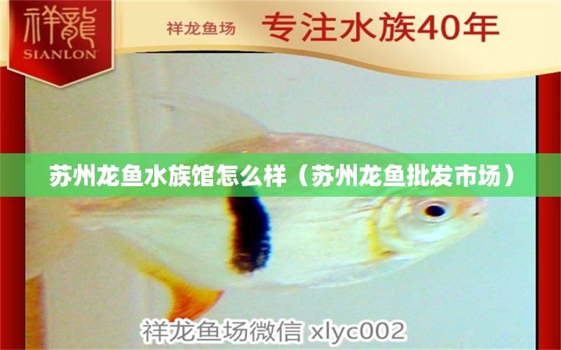 苏州龙鱼水族馆怎么样（苏州龙鱼批发市场）