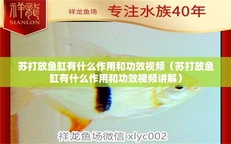 苏打放鱼缸有什么作用和功效视频（苏打放鱼缸有什么作用和功效视频讲解） 观赏鱼市场（混养鱼）