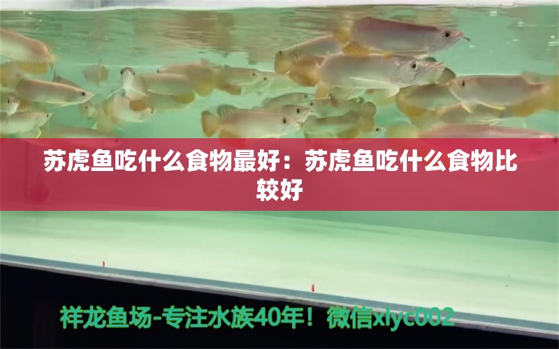 苏虎鱼吃什么食物最好：苏虎鱼吃什么食物比较好 苏虎 第2张