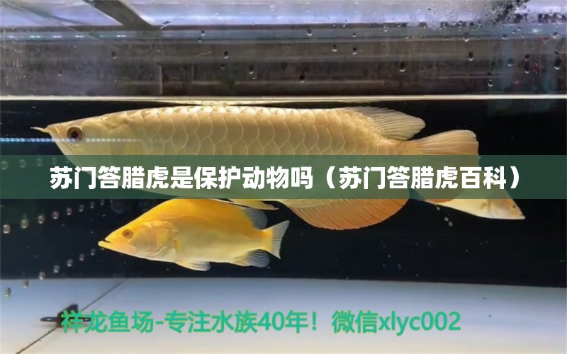 苏门答腊虎是保护动物吗（苏门答腊虎百科） 虎鱼百科 第1张