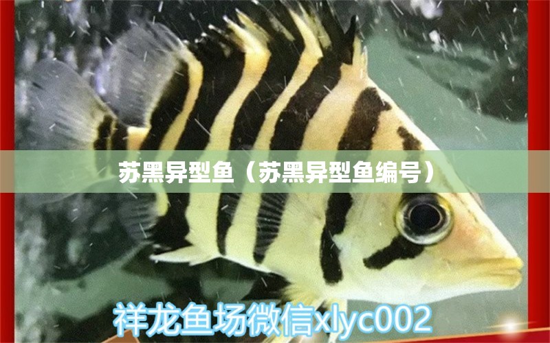 苏黑异型鱼（苏黑异型鱼编号） 广州龙鱼批发市场