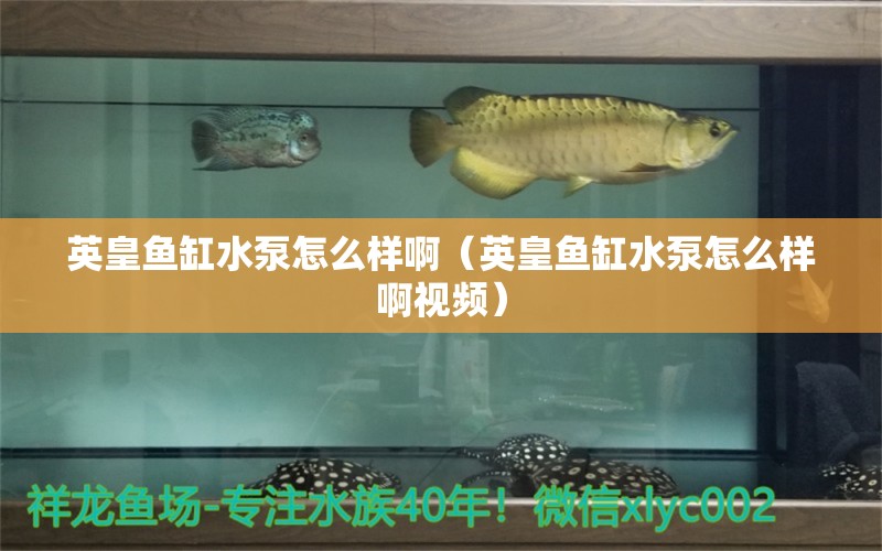 英皇鱼缸水泵怎么样啊（英皇鱼缸水泵怎么样啊视频）