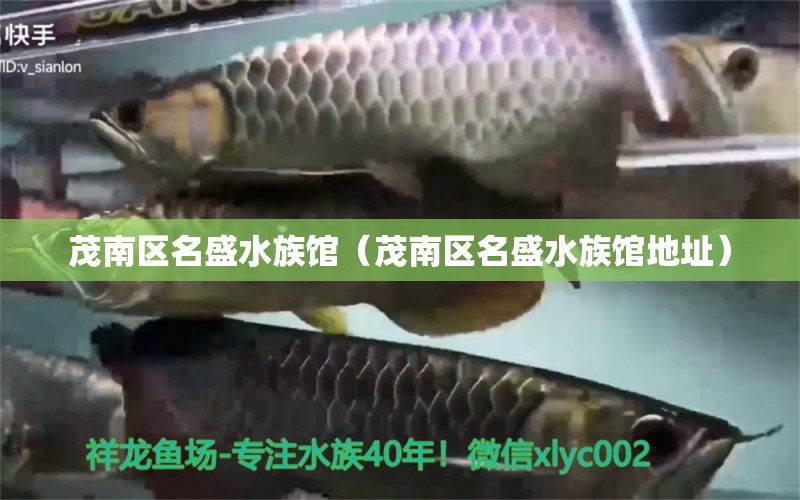 茂南区名盛水族馆（茂南区名盛水族馆地址） 全国水族馆企业名录