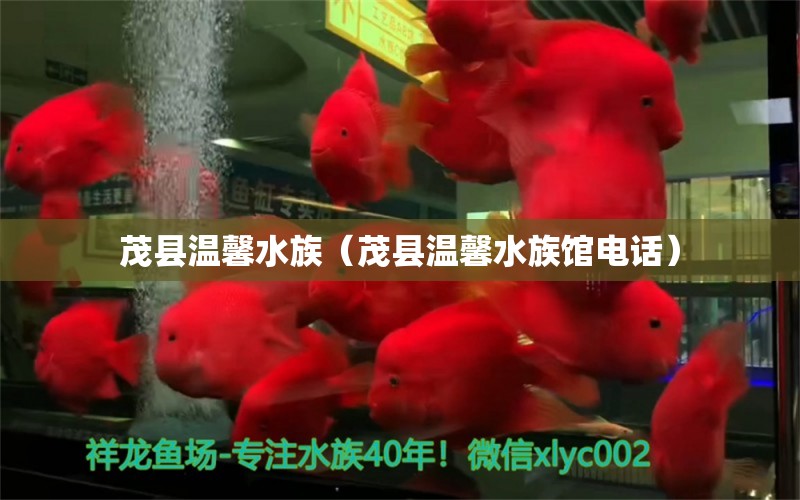 茂县温馨水族（茂县温馨水族馆电话）