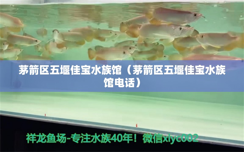 茅箭区五堰佳宝水族馆（茅箭区五堰佳宝水族馆电话） 全国水族馆企业名录