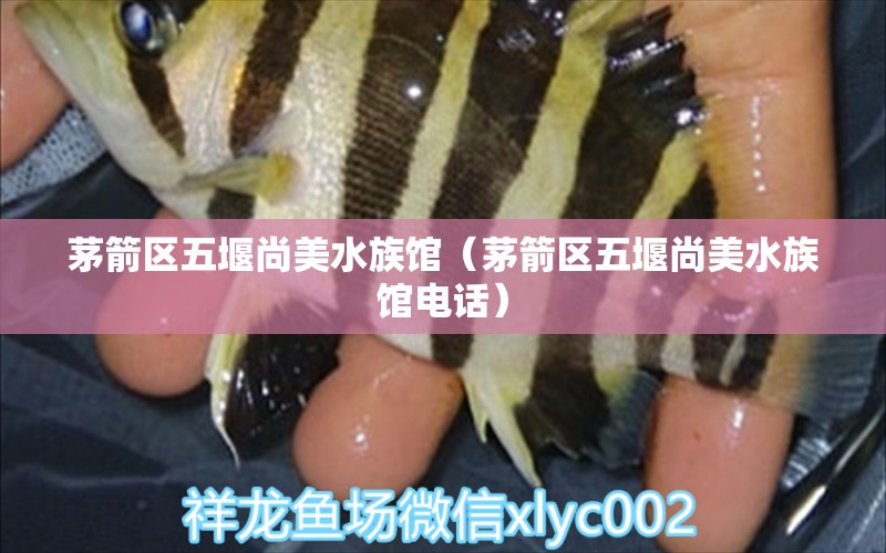 茅箭区五堰尚美水族馆（茅箭区五堰尚美水族馆电话）