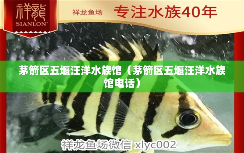 茅箭区五堰汪洋水族馆（茅箭区五堰汪洋水族馆电话） 全国水族馆企业名录