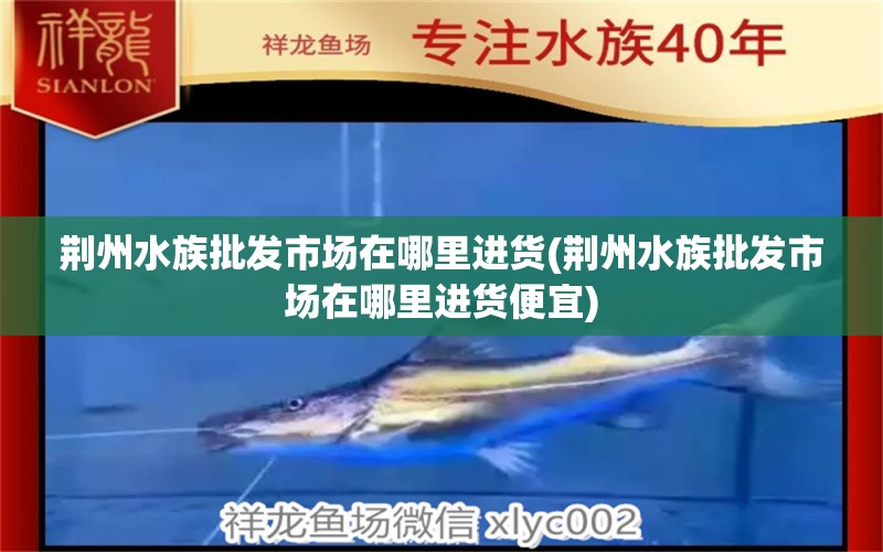 荆州水族批发市场在哪里进货(荆州水族批发市场在哪里进货便宜) 观赏鱼水族批发市场