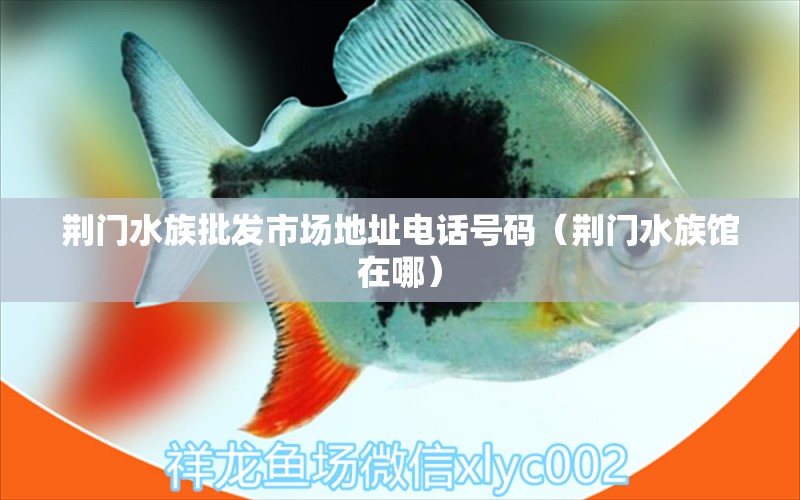 荆门水族批发市场地址电话号码（荆门水族馆在哪） 红眼黄化幽灵火箭鱼|皇家火箭鱼