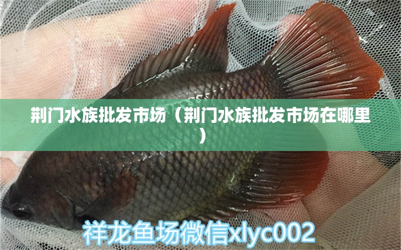 荆门水族批发市场（荆门水族批发市场在哪里） 观赏鱼水族批发市场