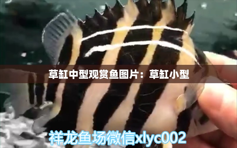 草缸中型观赏鱼图片：草缸小型 广州水族批发市场 第1张