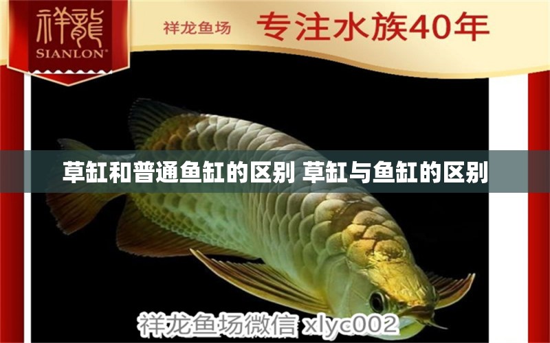 草缸和普通鱼缸的区别 草缸与鱼缸的区别 水族用品 第2张