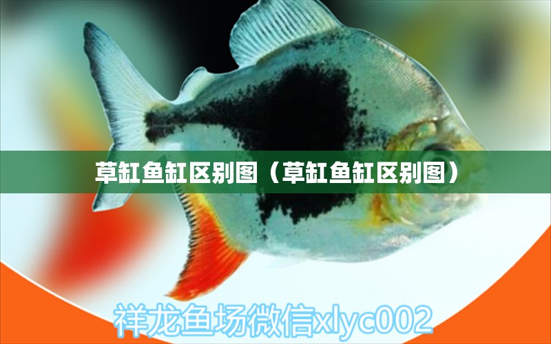 草缸鱼缸区别图（草缸鱼缸区别图） 祥龙水族医院