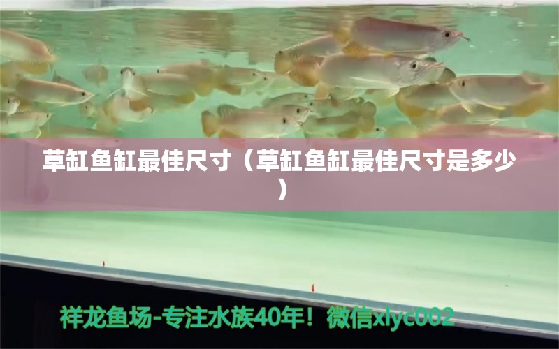 草缸鱼缸最佳尺寸（草缸鱼缸最佳尺寸是多少）