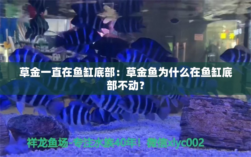 草金一直在鱼缸底部：草金鱼为什么在鱼缸底部不动？