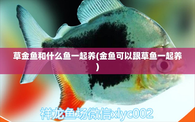 草金鱼和什么鱼一起养(金鱼可以跟草鱼一起养) 水族杂谈