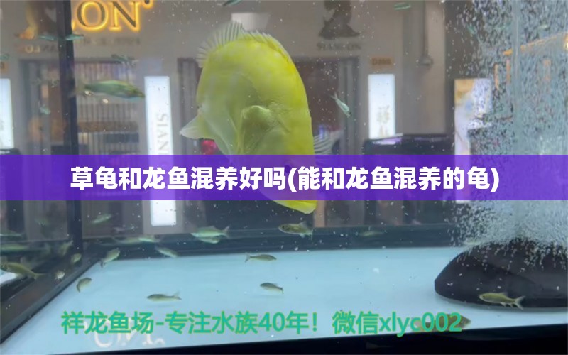 草龟和龙鱼混养好吗(能和龙鱼混养的龟) 乌龟