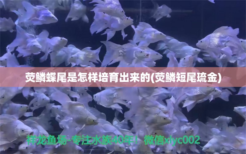 荧鳞蝶尾是怎样培育出来的(荧鳞短尾琉金) 观赏鱼 第1张