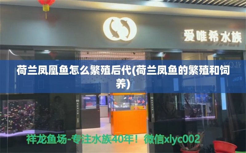 荷兰凤凰鱼怎么繁殖后代(荷兰凤鱼的繁殖和饲养) 金老虎鱼