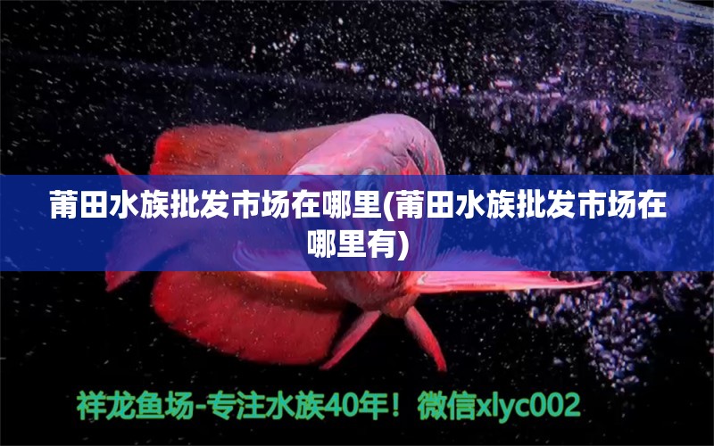 莆田水族批发市场在哪里(莆田水族批发市场在哪里有) 观赏鱼水族批发市场