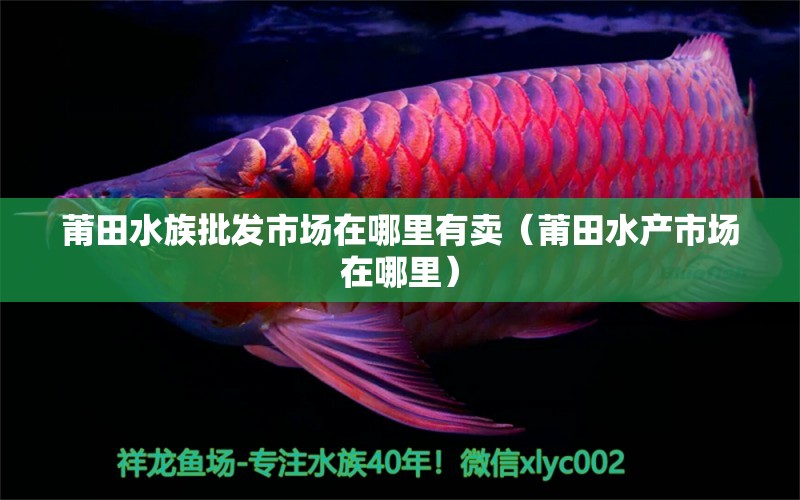 莆田水族批发市场在哪里有卖（莆田水产市场在哪里） 观赏鱼水族批发市场