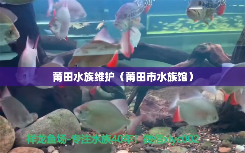 莆田水族维护（莆田市水族馆）